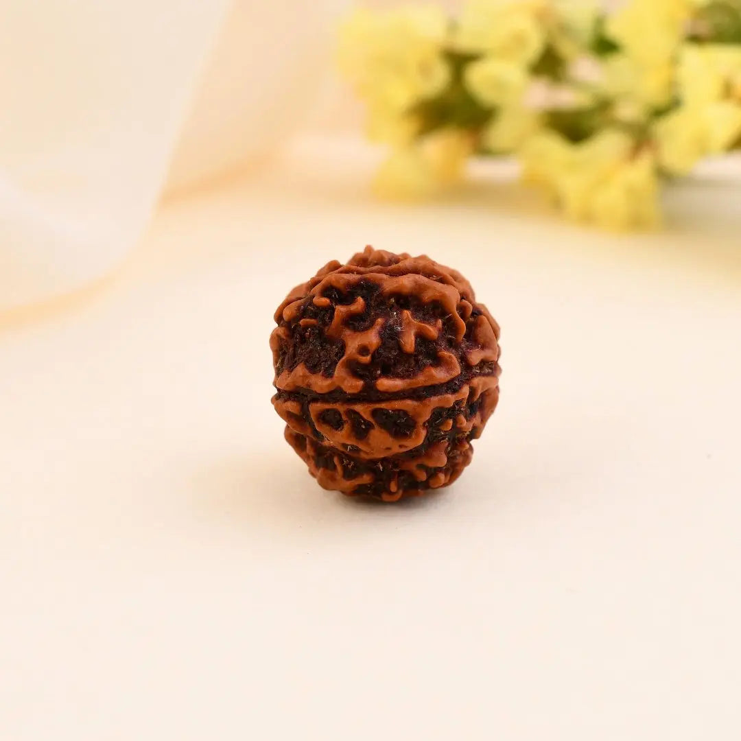 5 mukhi rudraksha + 7 mukhi rudraksha combo