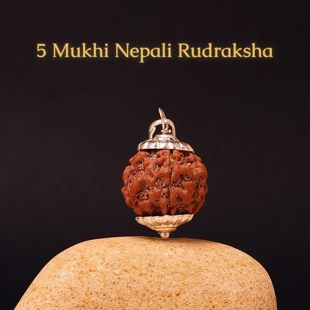 5 mukhi rudraksha + 7 mukhi rudraksha combo