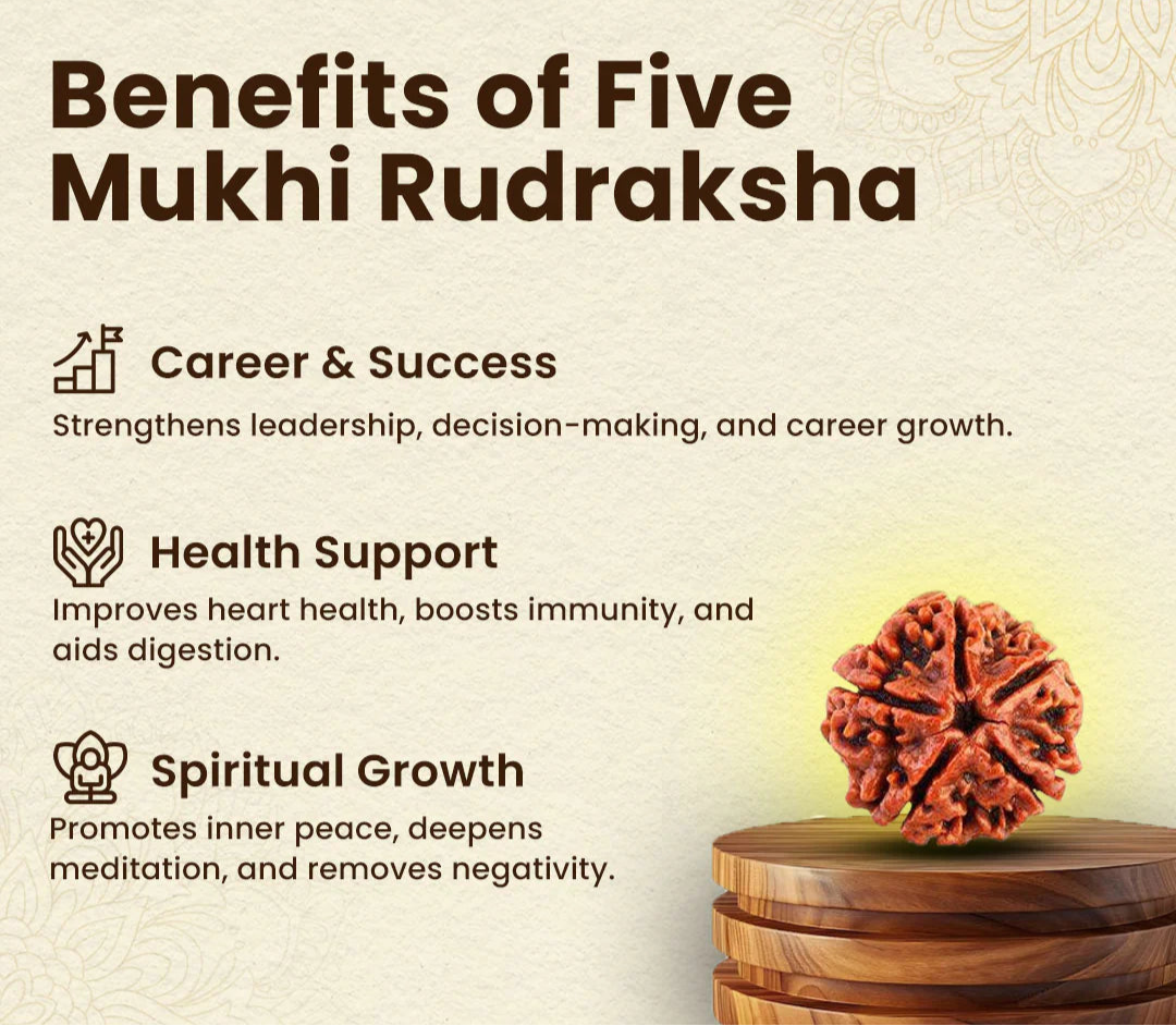 5 Mukhi Rudraksha