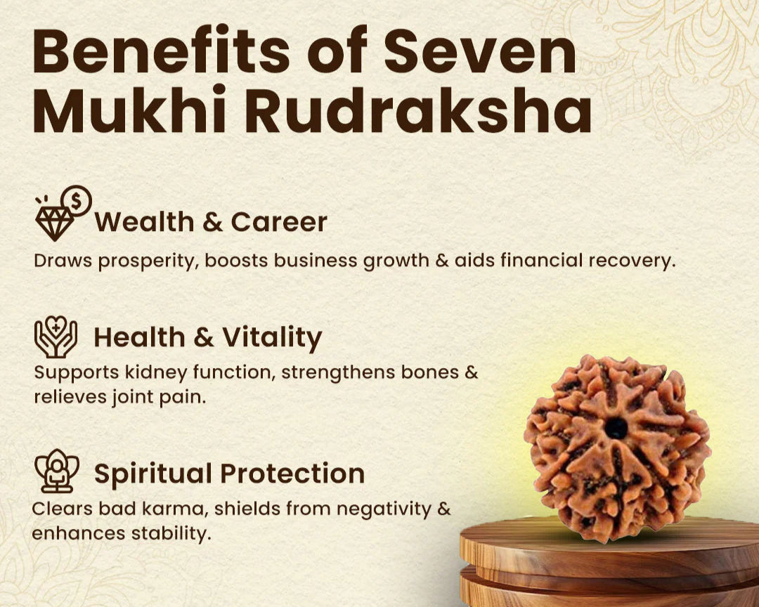 7 Mukhi Premium Rudraksha with Lab certification