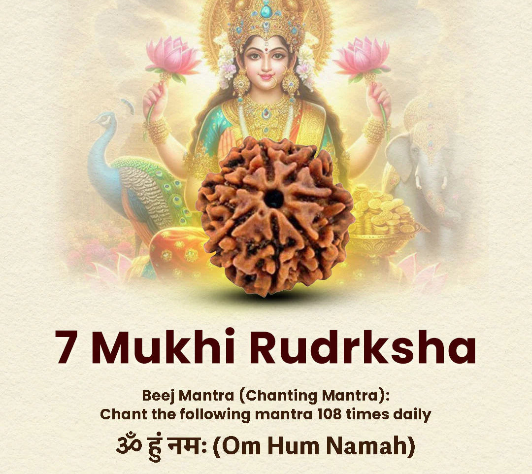 7 Mukhi Premium Rudraksha with Lab certification