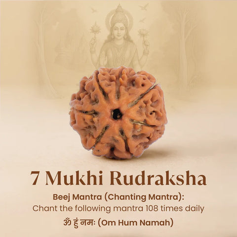 7 Mukhi Premium Rudraksha with Lab certification
