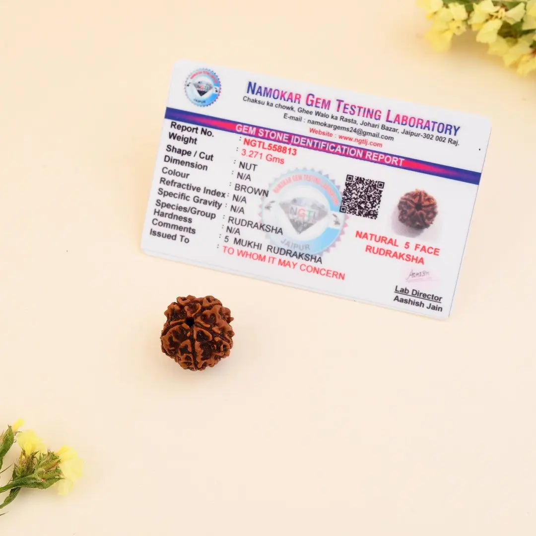 5 mukhi rudraksha + 7 mukhi rudraksha combo