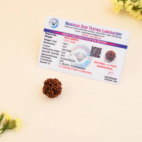 7 Mukhi Premium Rudraksha with Lab certification