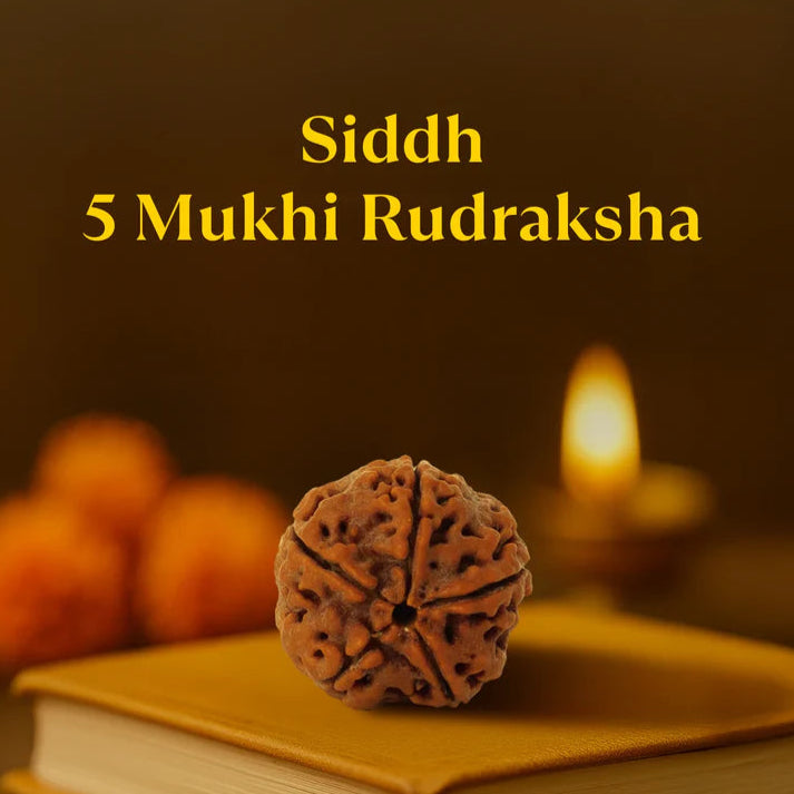 5 Mukhi Rudraksha