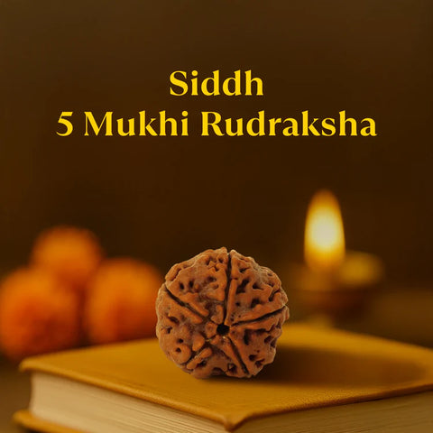 5 mukhi rudraksha + 7 mukhi rudraksha combo