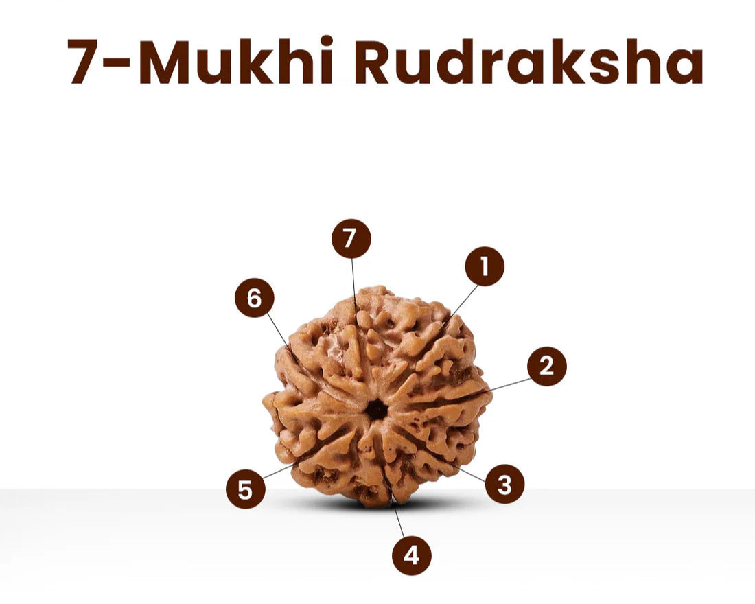 7 Mukhi Premium Rudraksha with Lab certification