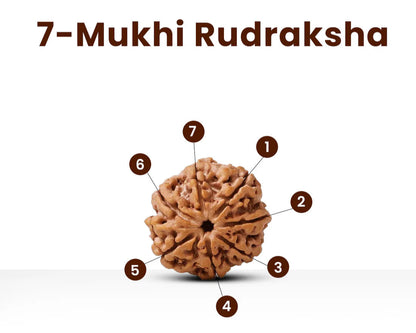 7 Mukhi Premium Rudraksha with Lab certification