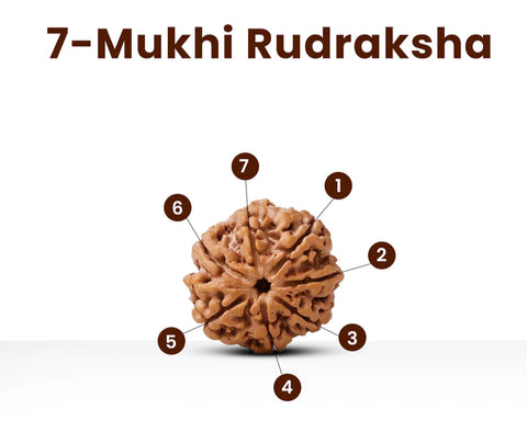 7 Mukhi Premium Rudraksha with Lab certification