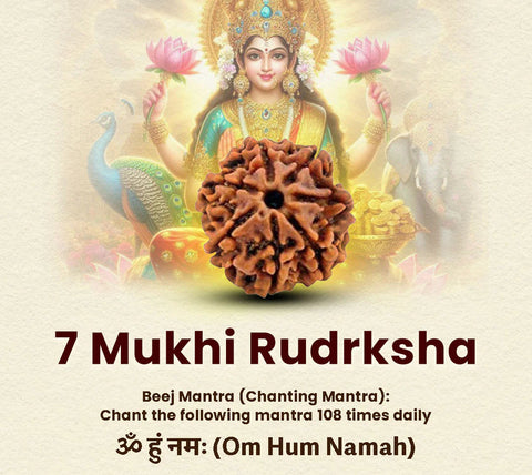 7 Mukhi Premium Rudraksha with Lab certification
